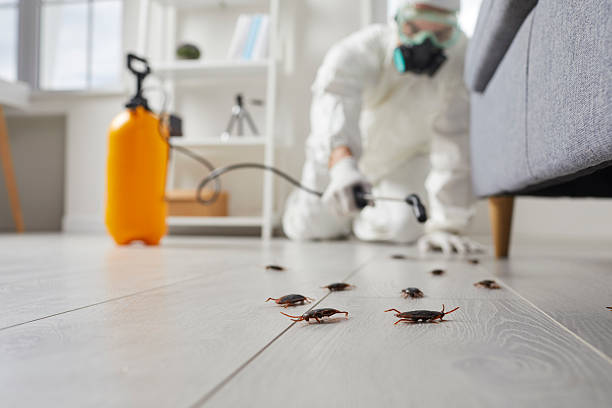Commercial Kitchen Cockroach Control in Pleasant Garden